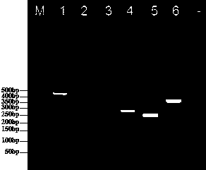 Multi-PCR primer and method for quickly identifying blattaria insect variety