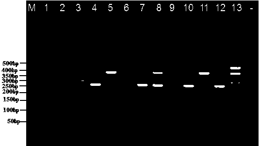 Multi-PCR primer and method for quickly identifying blattaria insect variety