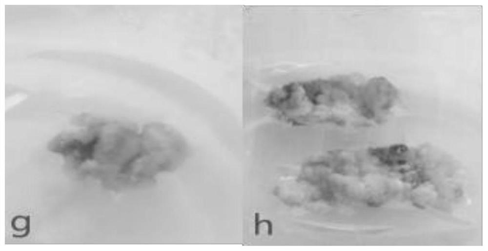 A Somatic Cell Culture Method for Effectively Promoting Globular Embryogenesis of Quercus mongolica