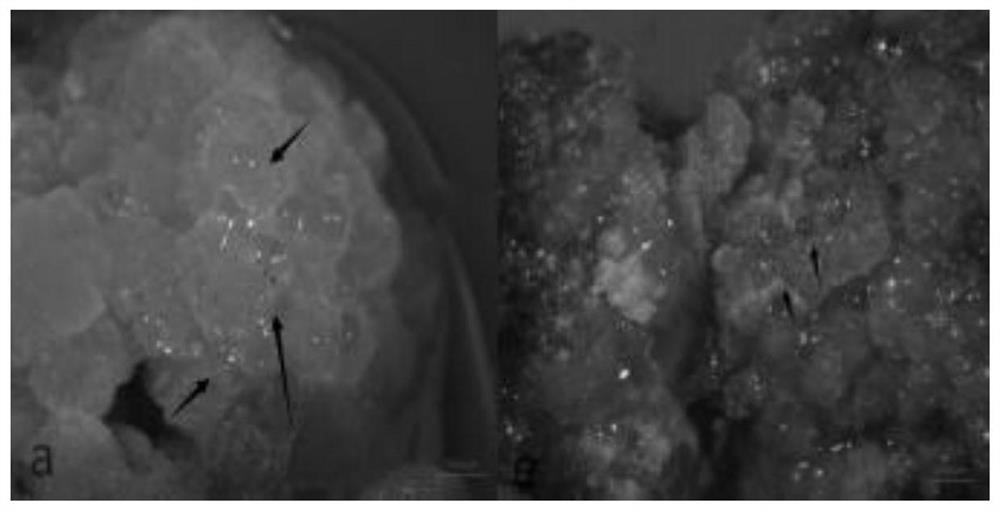 A Somatic Cell Culture Method for Effectively Promoting Globular Embryogenesis of Quercus mongolica