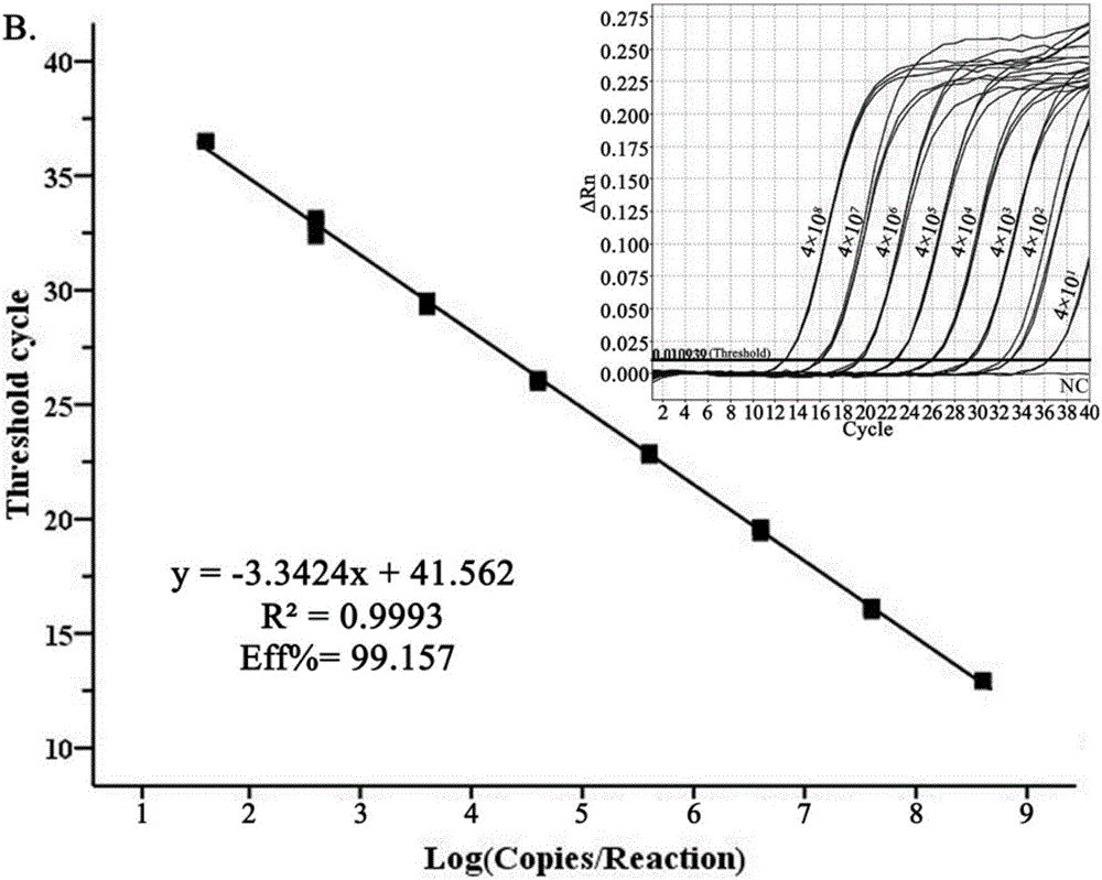 Dual-fluorescence quantitative PCR (Polymerase Chain Reaction) primer, kit and method for simultaneously detecting general type and type 2 Streptococcus suis