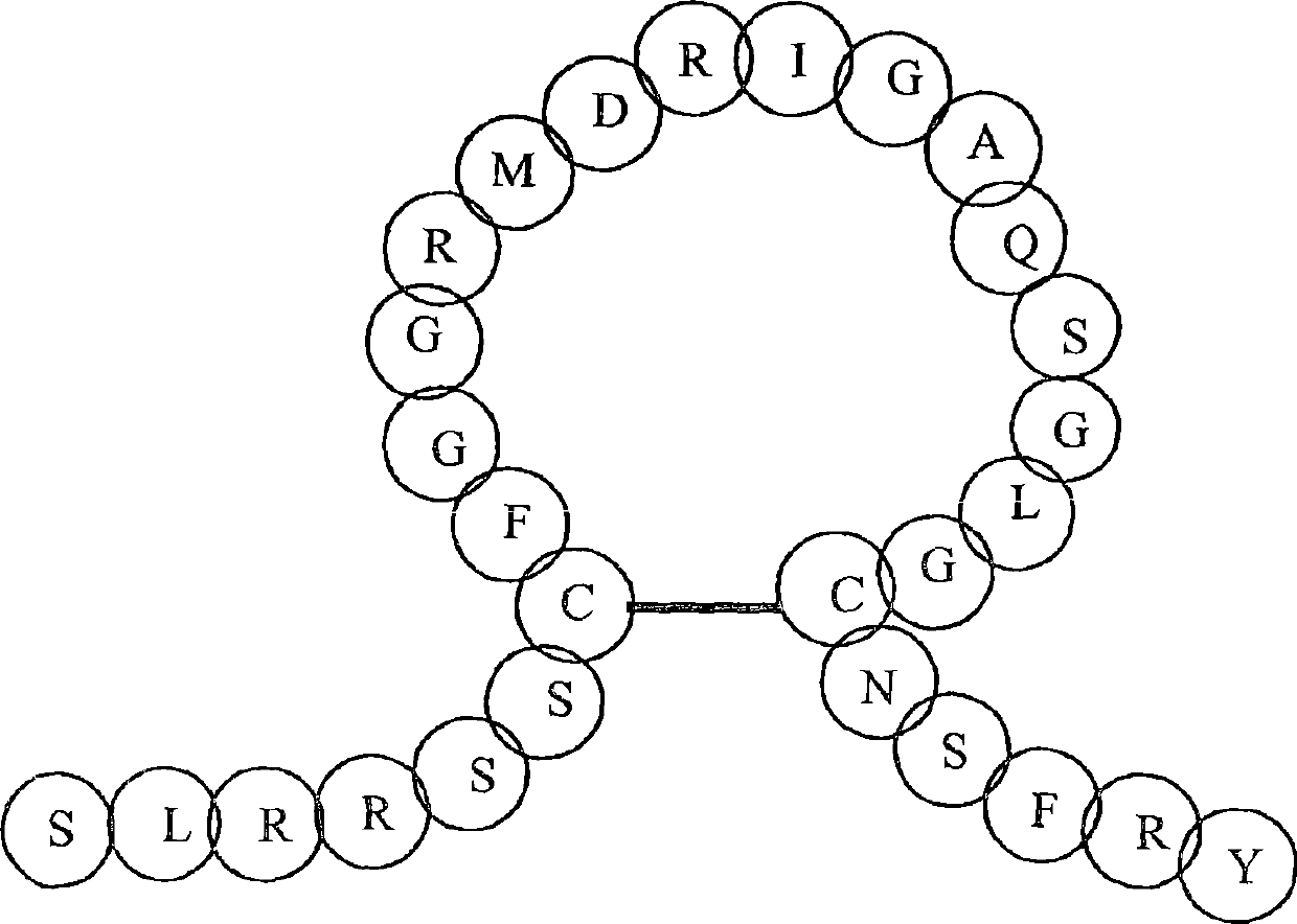 Cyclic natriuretic peptide constructs