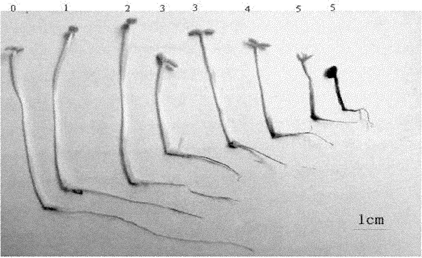 Method for identifying pathogenicity of sesame stem blight and blast pathogenic bacteria