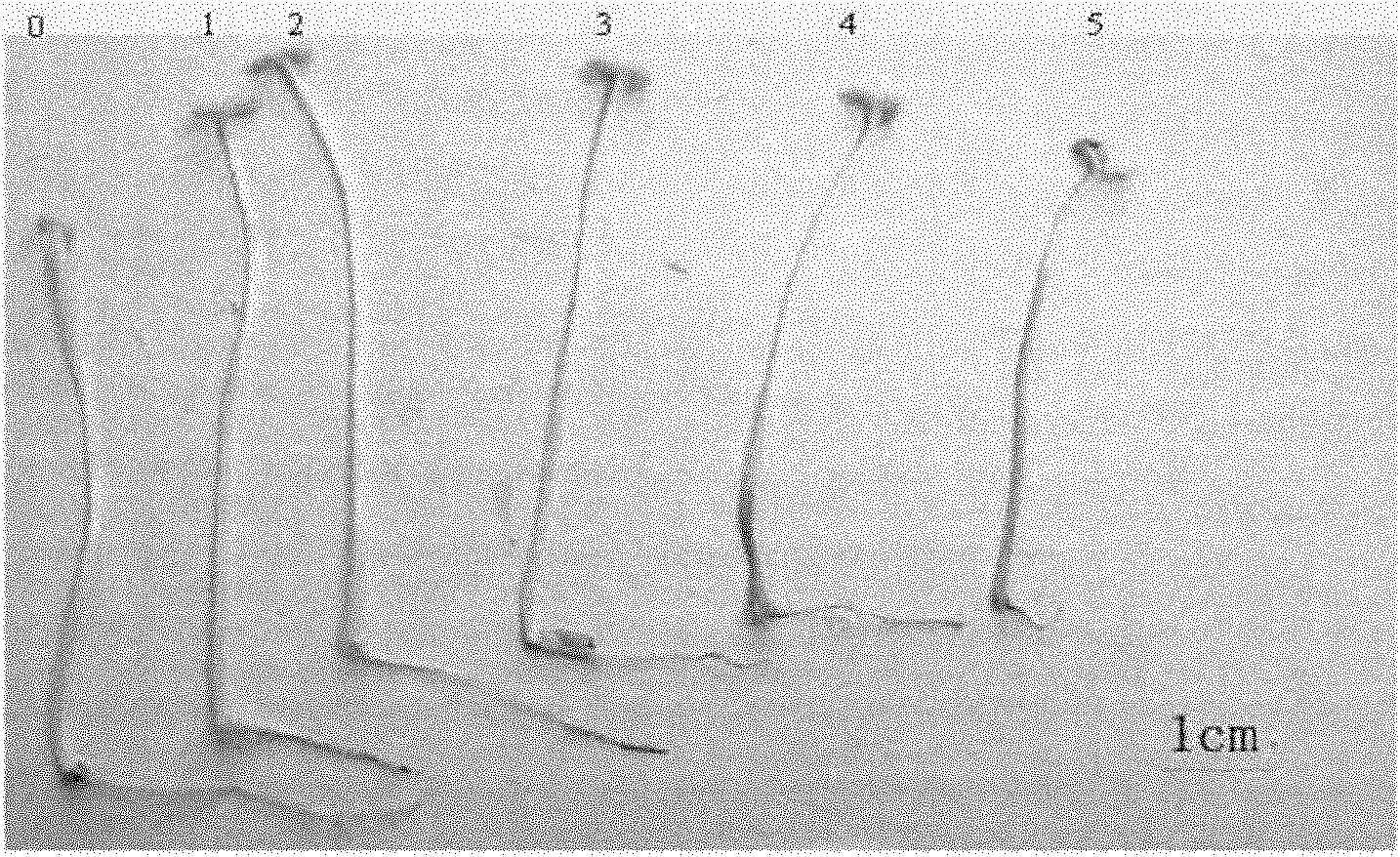 Method for identifying pathogenicity of sesame stem blight and blast pathogenic bacteria