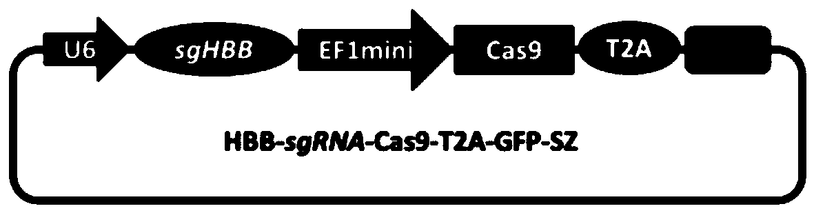 Method for introducing CRISPR-Cas9 system into human stem cells