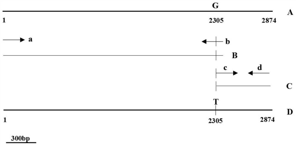 Application of fluthiazolidin resistance gene rorp1 as a screening marker for oomycete transformation