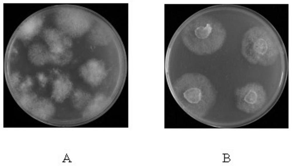 Application of fluthiazolidin resistance gene rorp1 as a screening marker for oomycete transformation