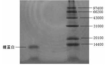 Dioscorea alata glycoprotein and preparation method thereof