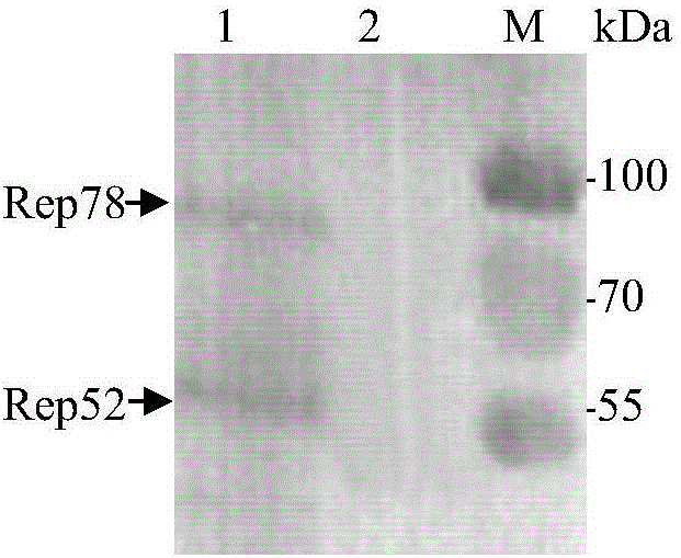 Method for efficiently producing recombinant avian adeno-associated virus