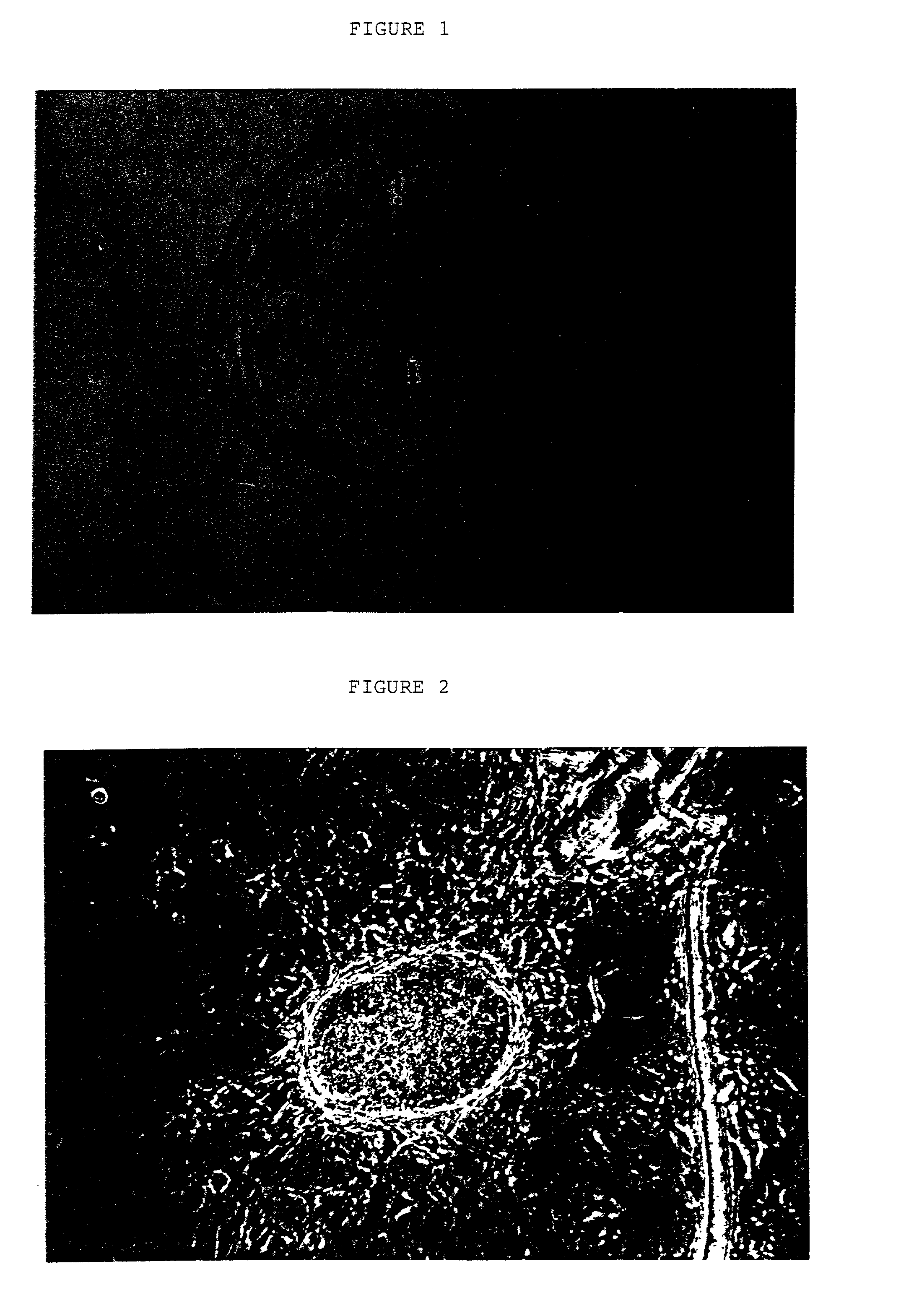 Embryonic or stem-like cell lines produced by cross species nuclear transplantation