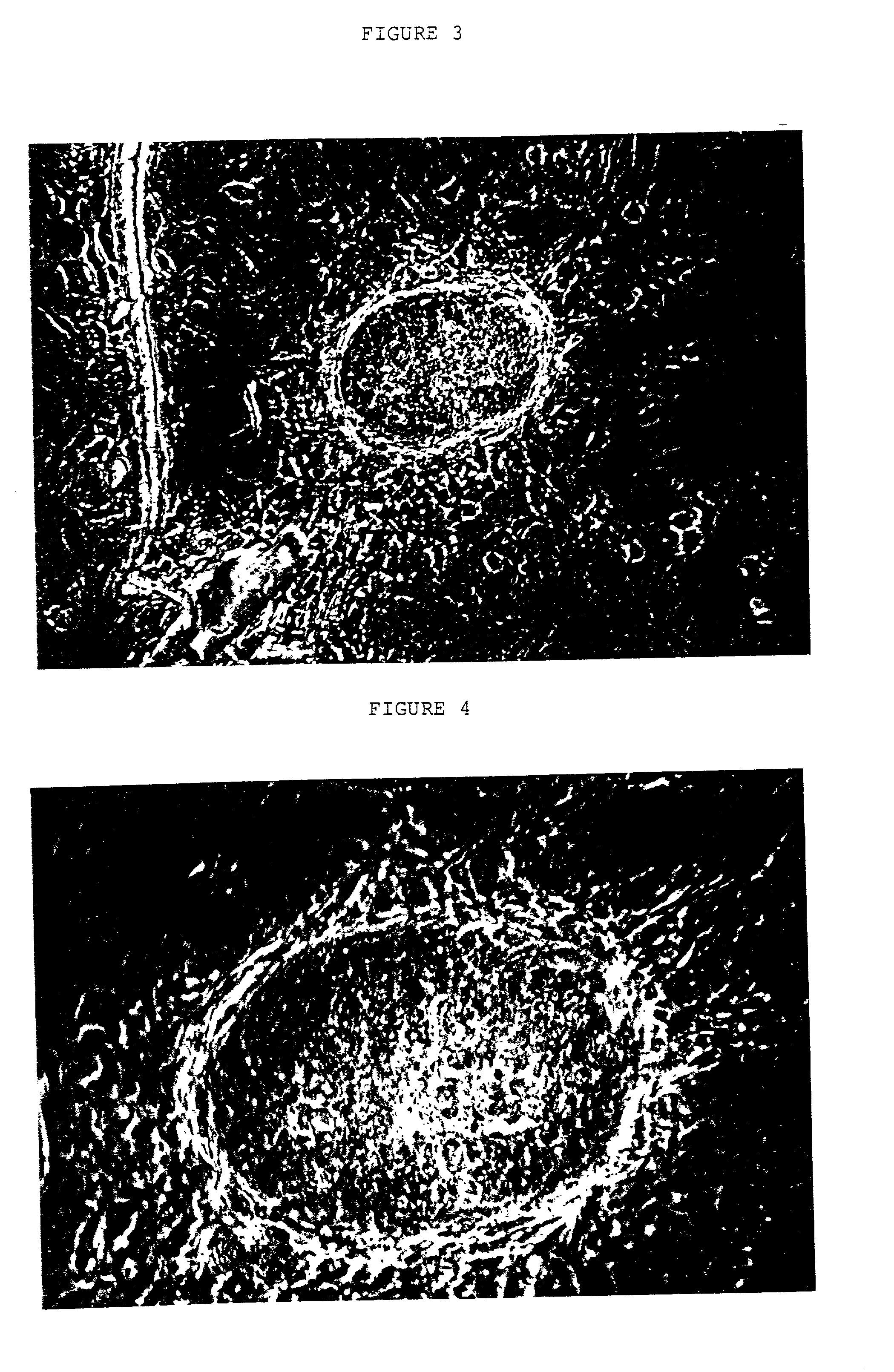 Embryonic or stem-like cell lines produced by cross species nuclear transplantation