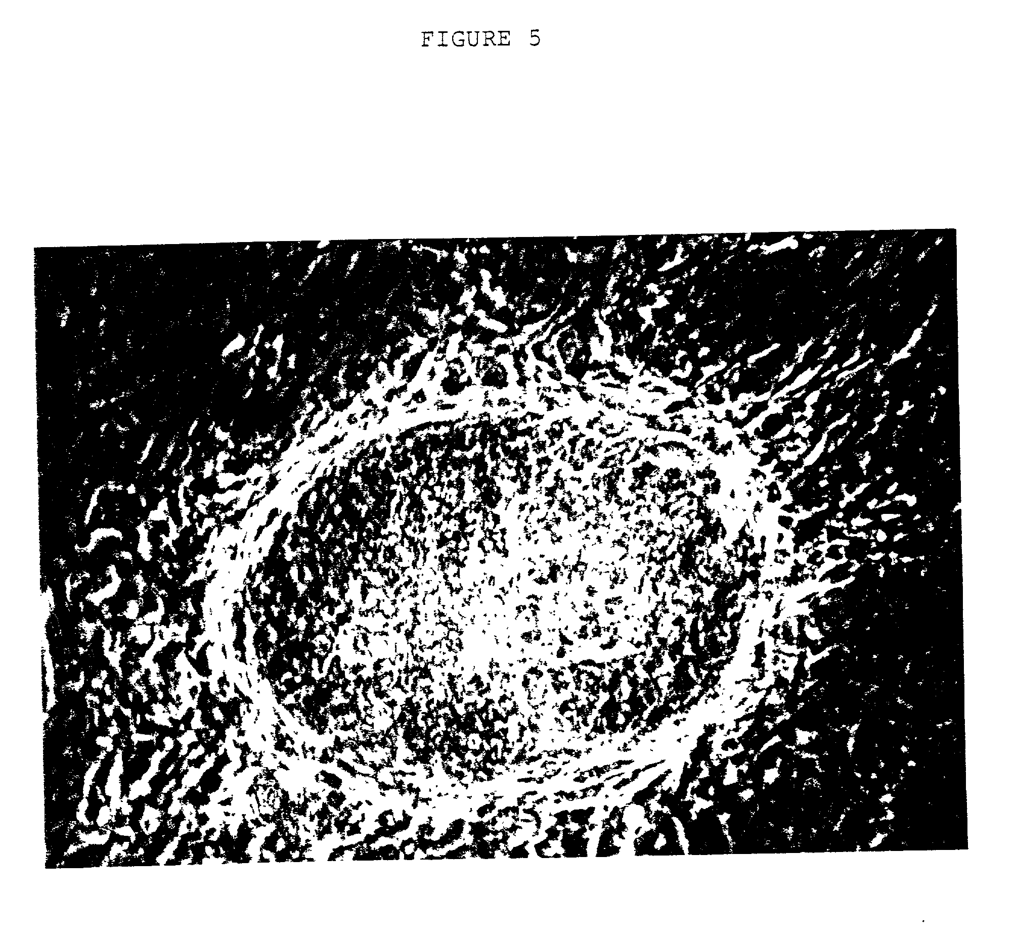 Embryonic or stem-like cell lines produced by cross species nuclear transplantation