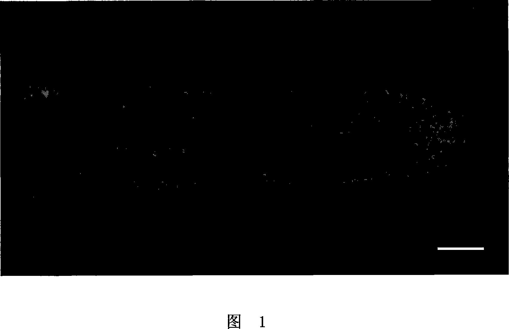 Immune fluorescent marking method for naked plant pollen tube microtubule skeleton and its use