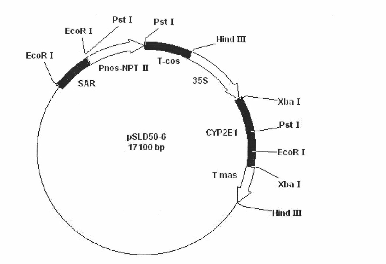 Cultivating method of transgenic petunia capable of removing environmental pollutants efficiently