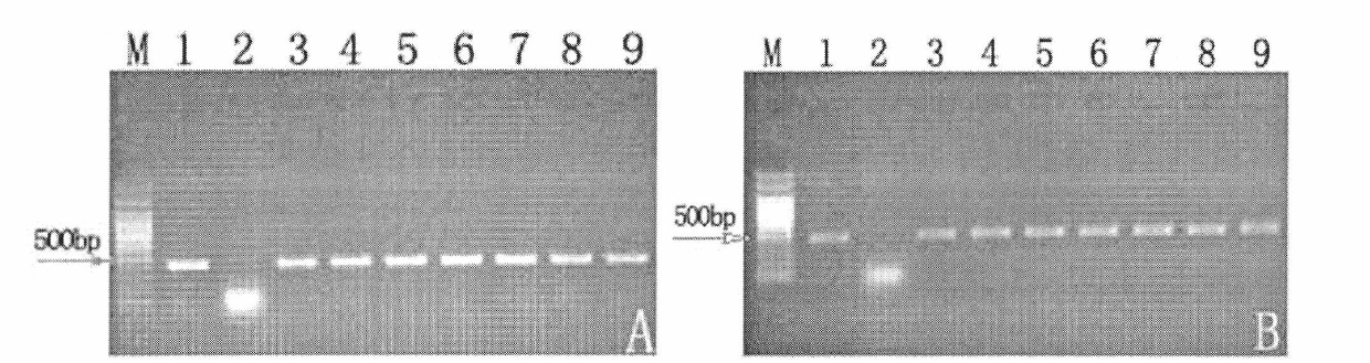 Cultivating method of transgenic petunia capable of removing environmental pollutants efficiently