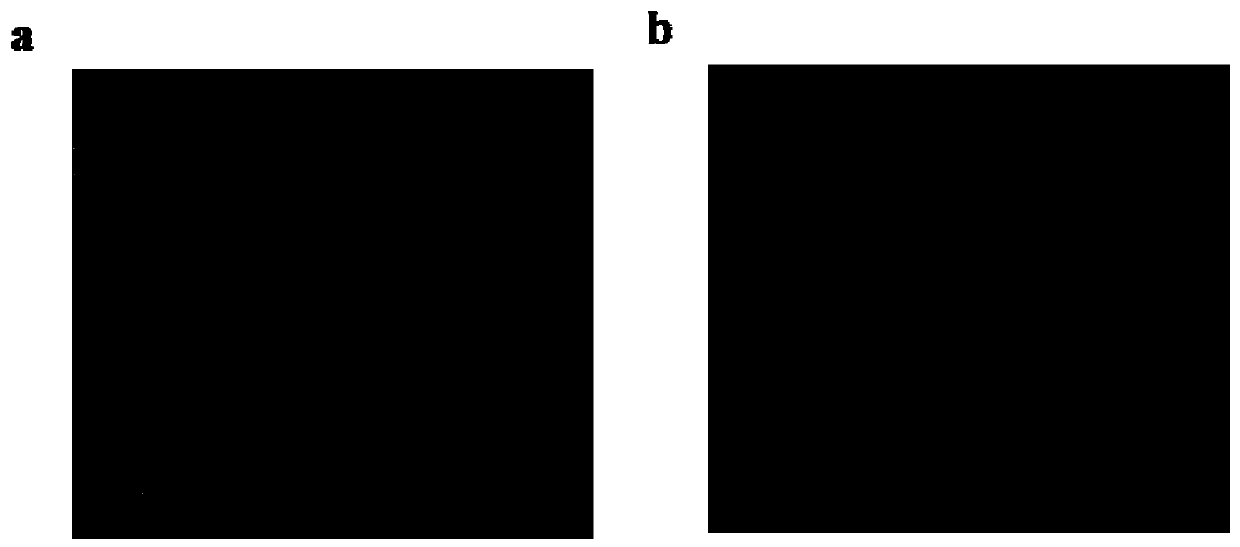 Molybdenum disulfide nano-dot/polyaniline nano-hybrid compound and its preparation method and application