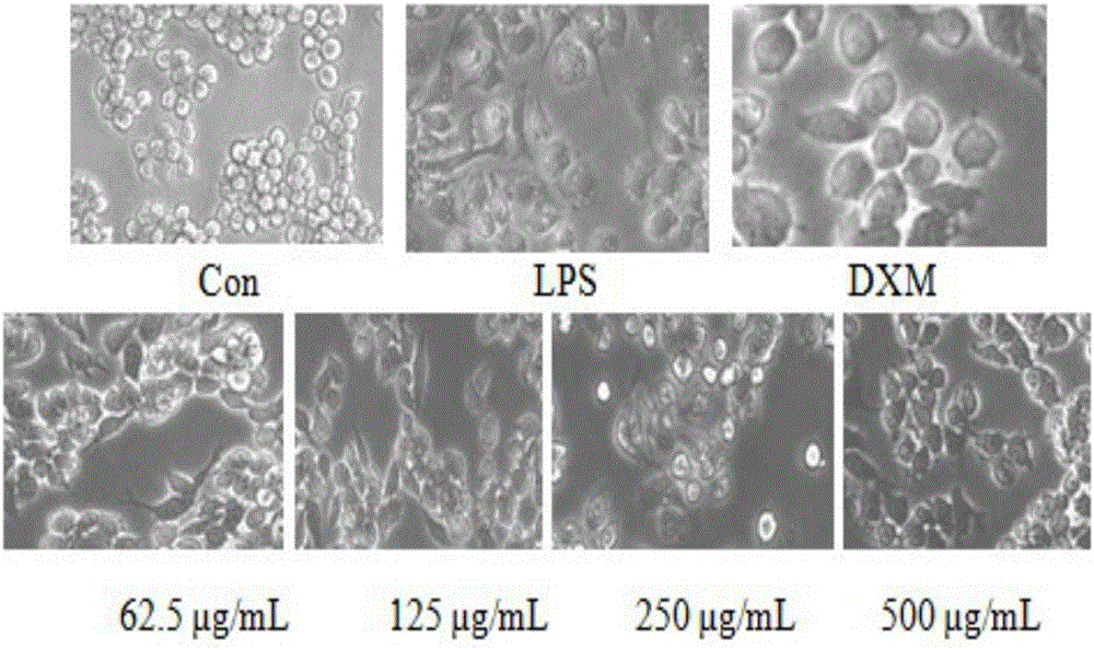 Gypenosides, preparing method of gypenosides, and application of gypenosides in preparing anti-inflammatory drugs