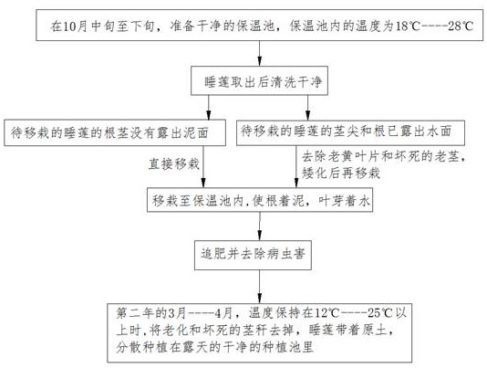 Cultivation method for promoting perpetual blooming of water lily