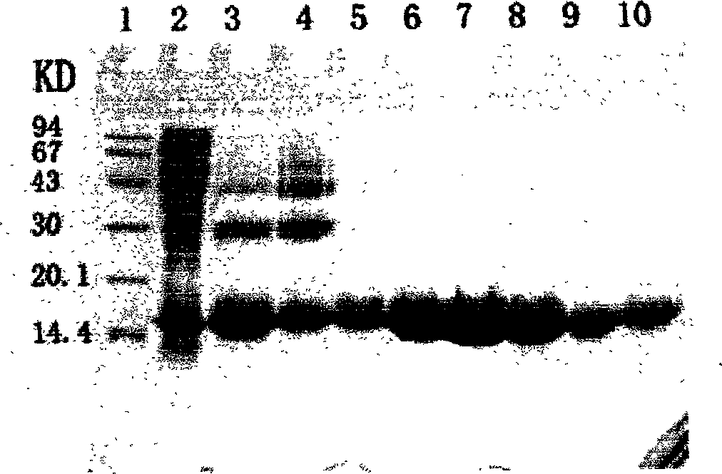 Purification technique in preparing genetic engineering vaccine of heat shock protein A of recombined Helicobacter pylori