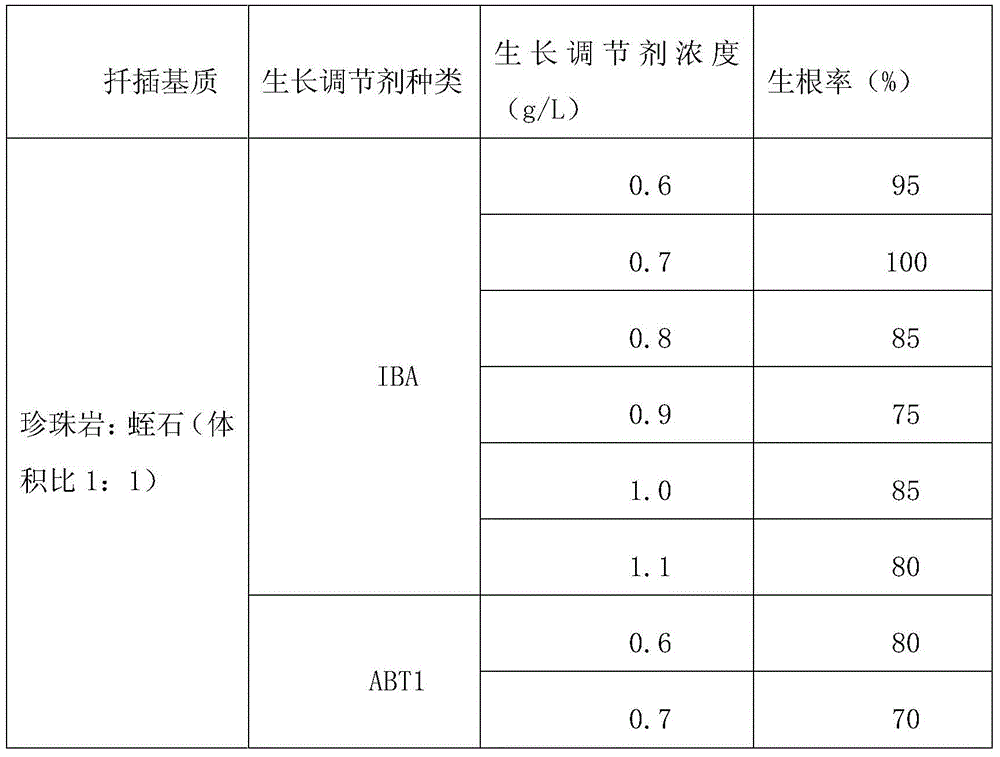 Cuttage method for Cinnamomum kanehirai