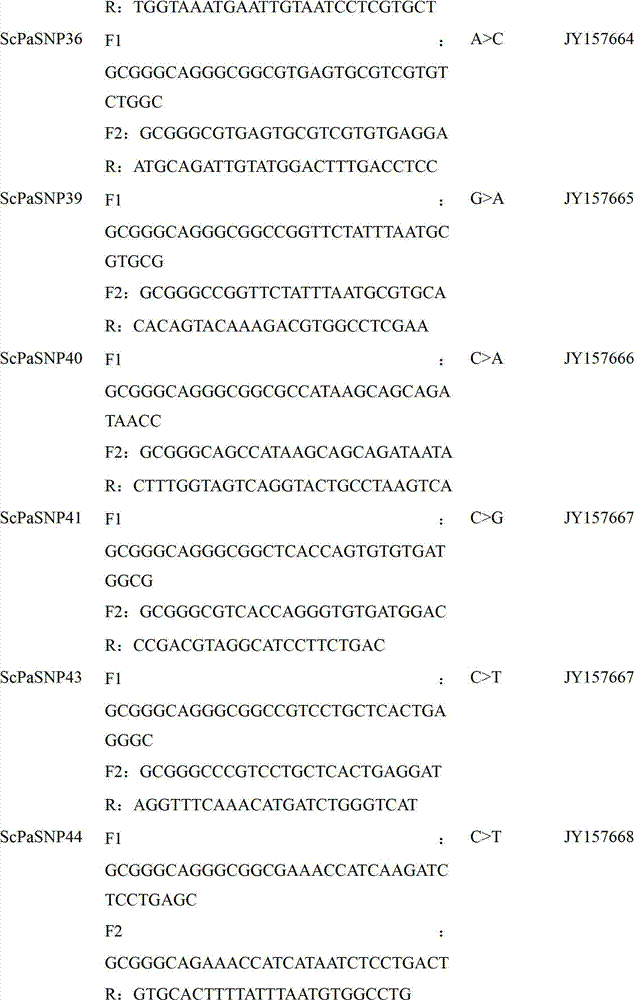 Screening method of scylla paramamosain SNPs molecular marker