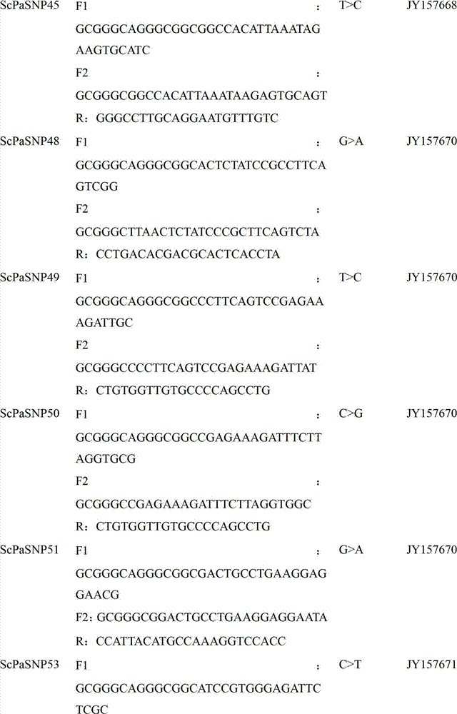 Screening method of scylla paramamosain SNPs molecular marker