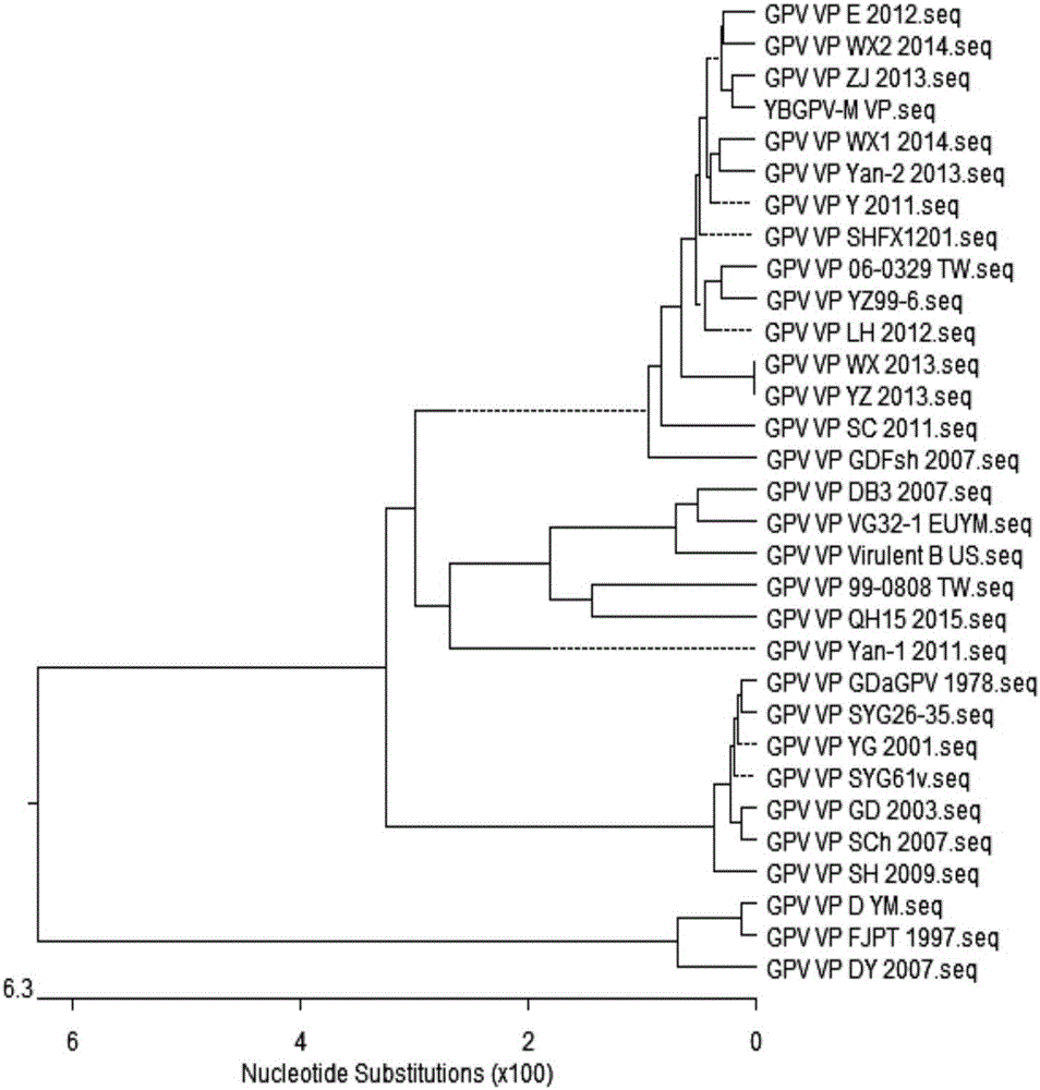 Gosling plague virus originated from muscovy ducks