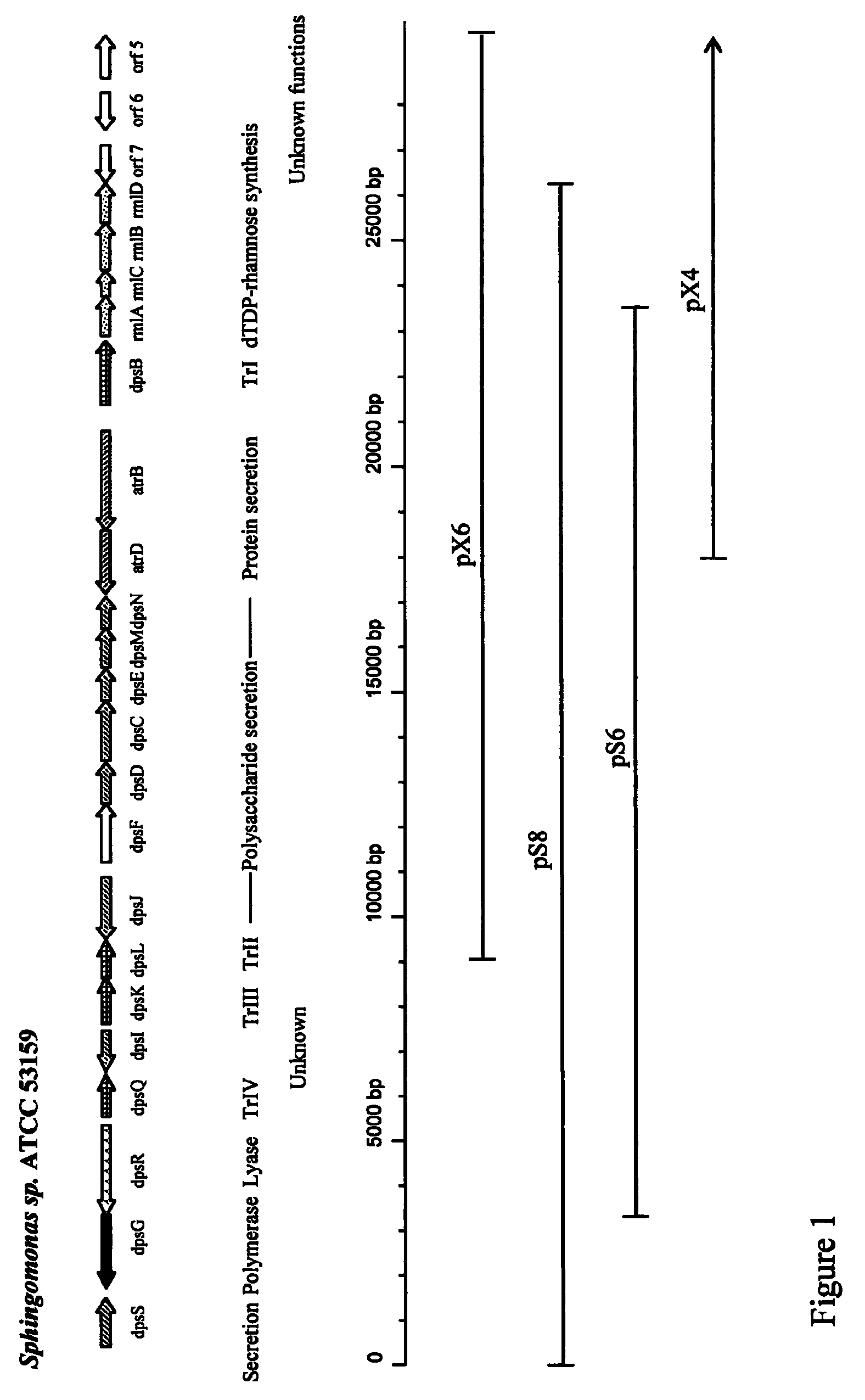 High viscosity diutan gums