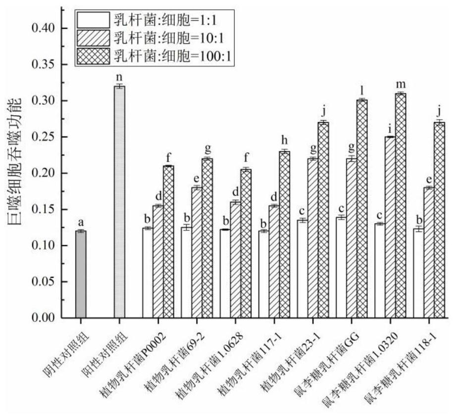 Lactobacillus rhamnosus with immunomodulatory effect and application of lactobacillus rhamnosus