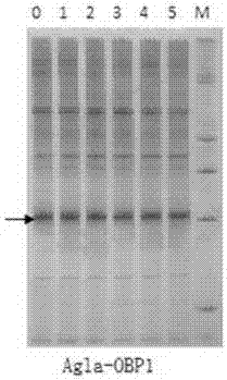 Method for screening anoplophora glabripennis attracting components and preparing anoplophora glabripennis attractant