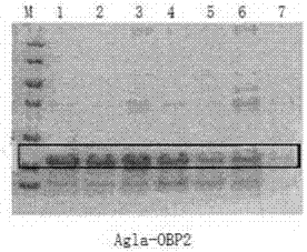 Method for screening anoplophora glabripennis attracting components and preparing anoplophora glabripennis attractant