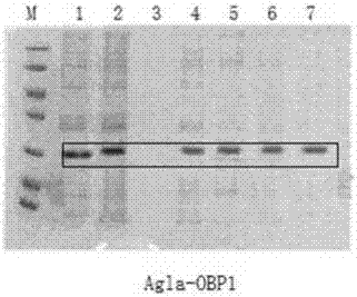 Method for screening anoplophora glabripennis attracting components and preparing anoplophora glabripennis attractant