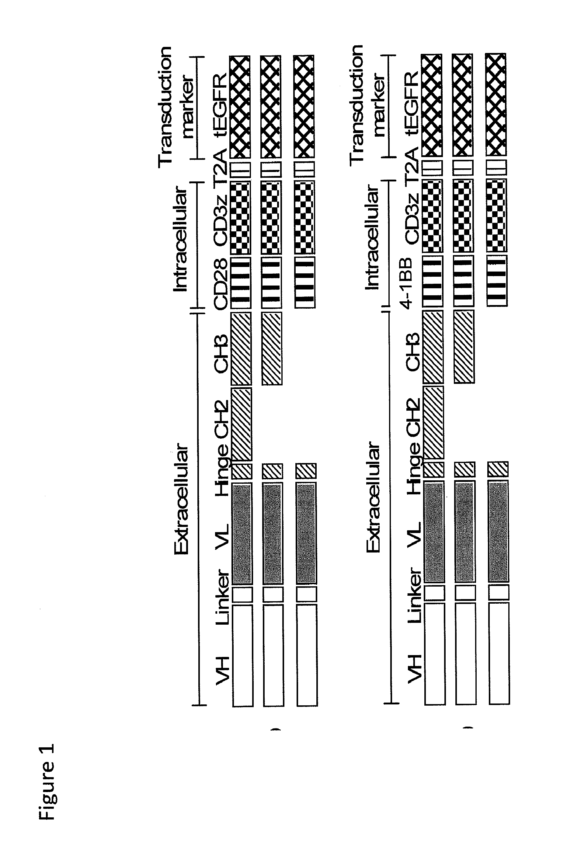 Method and compositions for cellular immunotherapy