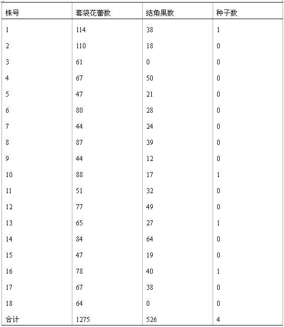 Breeding and seed producing method for recessive gene male sterile line of cauliflower