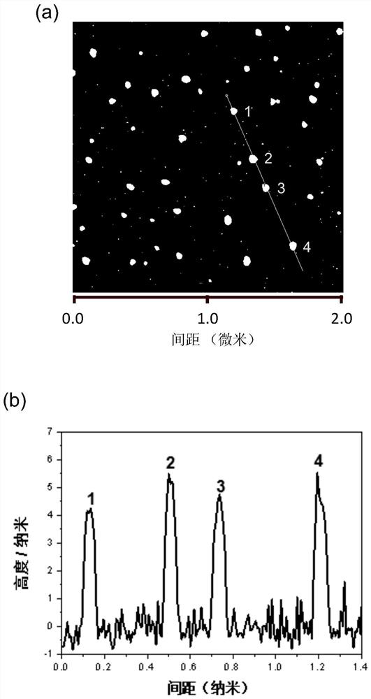 A metal-free polymer carbon dot with room temperature phosphorescent properties, preparation method and application thereof