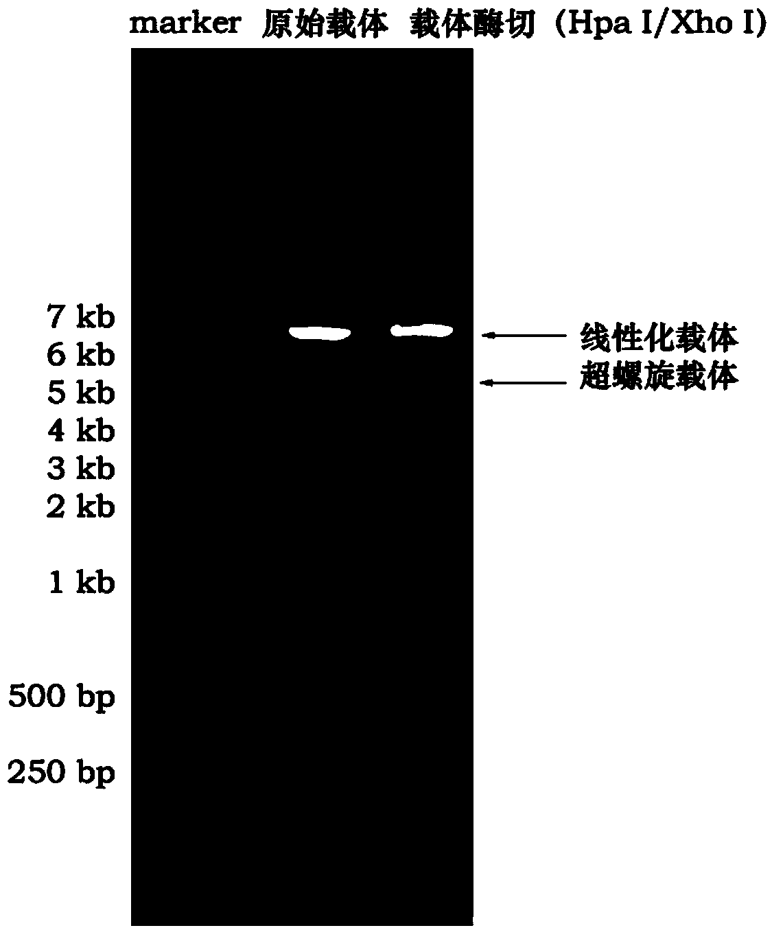 siRNA and mutant cloning vector prepared based on RNAi technology and rescue principle