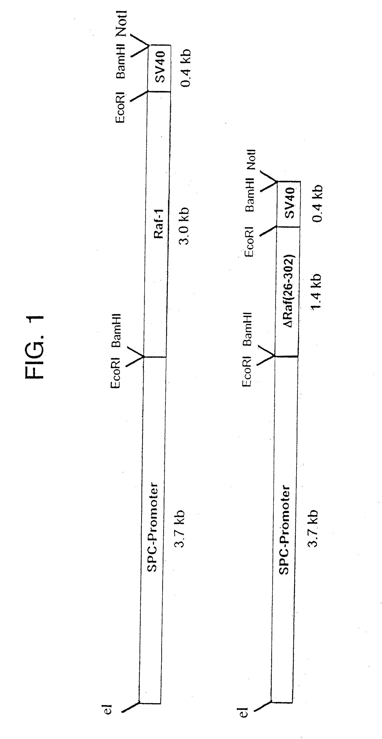 TRANSGENIC NON-HUMAN MAMMAL WITH AN ONCOGENIC MUTANT OF THE c-Raf-1 GENE