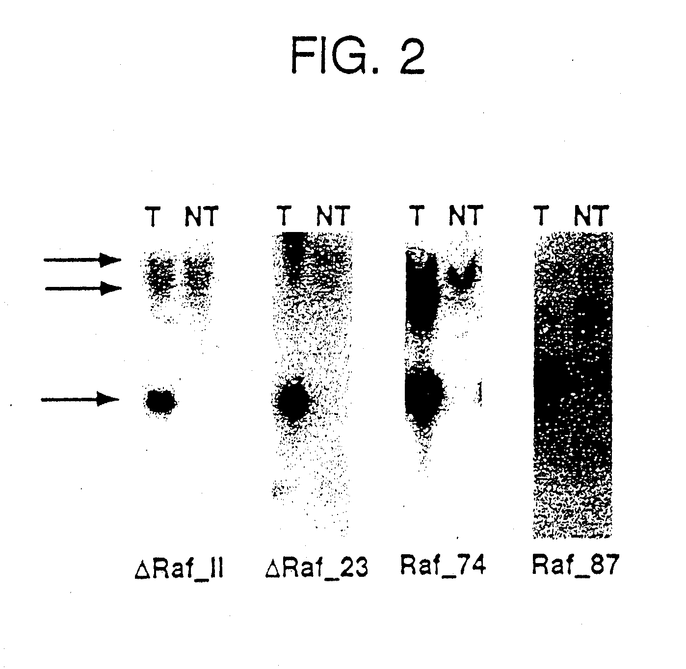 TRANSGENIC NON-HUMAN MAMMAL WITH AN ONCOGENIC MUTANT OF THE c-Raf-1 GENE