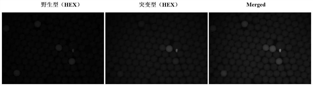 Method for detecting EGFR (epidermal growth factor receptor) gene mutation of circulating tumor cells by digital PCR (polymerase chain reaction) and application of method