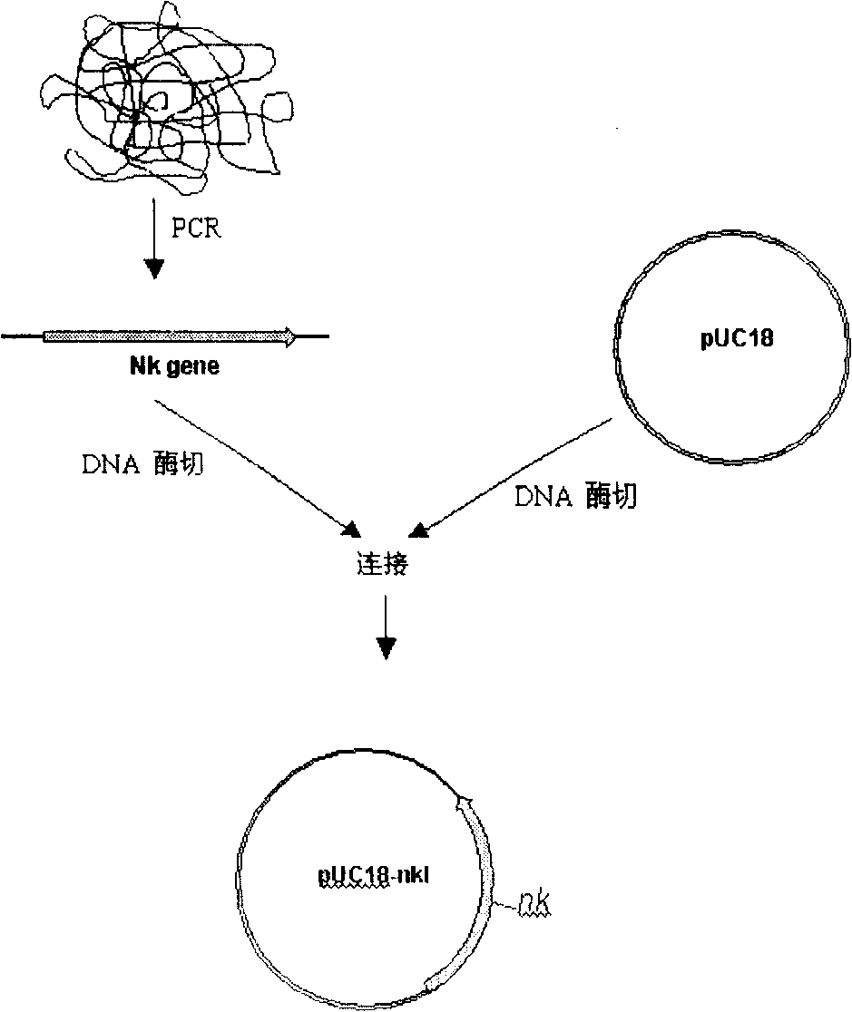 Nattokinase and its coding gene and clone and expressing method