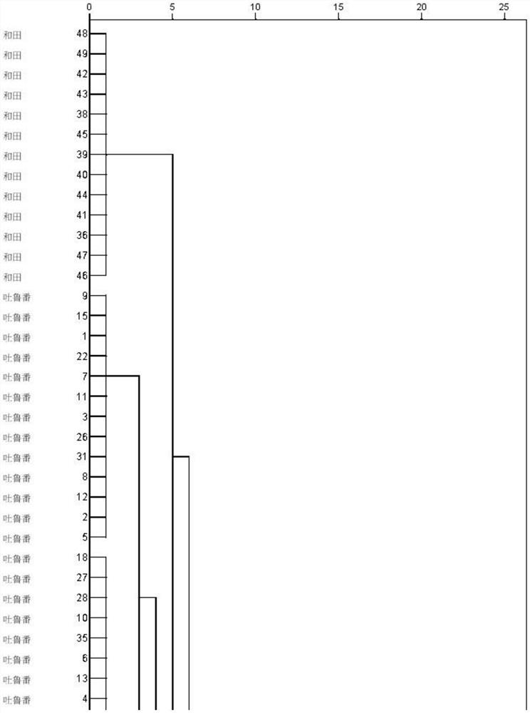 A traceability system for the origin of Turpan raisins