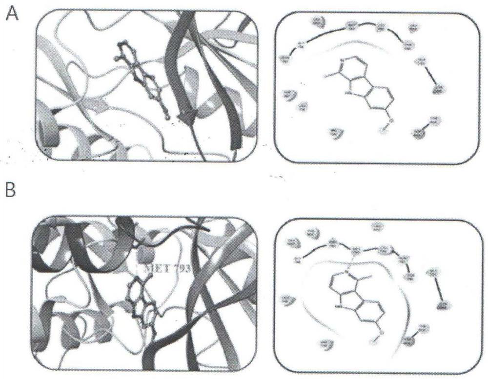 Application of gamma-dehydroharmine extracted and separated from peganum harmala to preparation of medicine for inhibiting gastric cancer