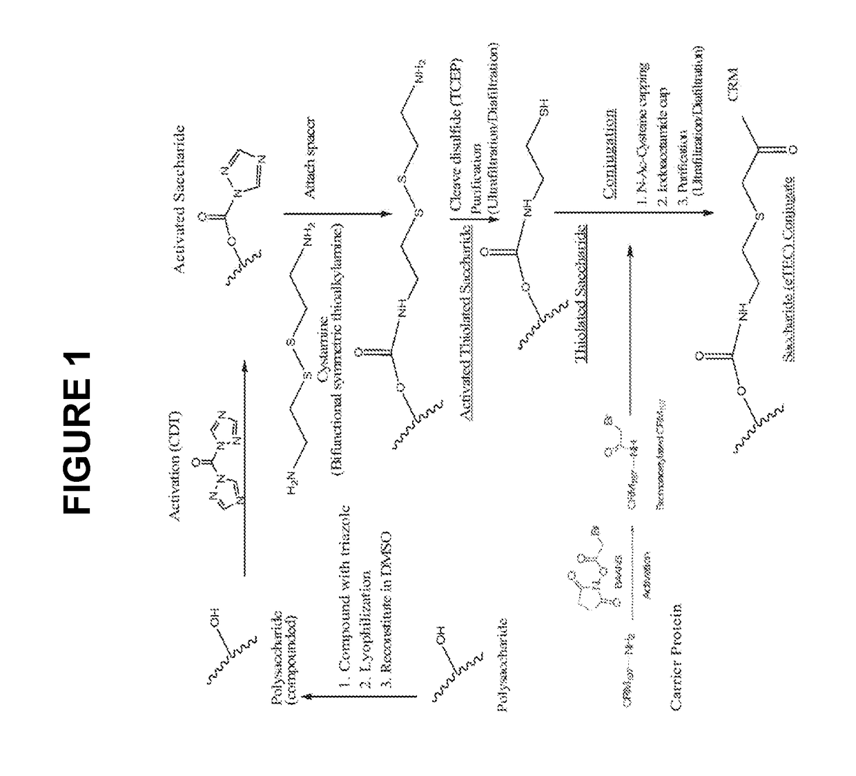 Glycoconjugation processes and compositions