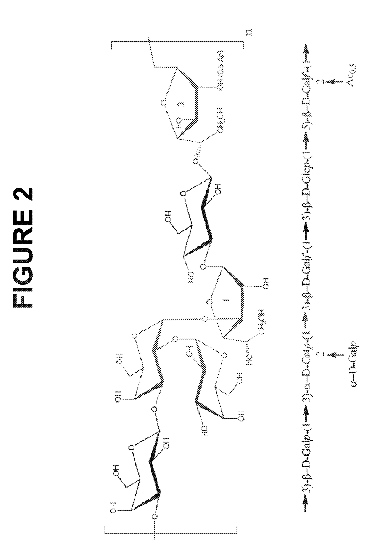 Glycoconjugation processes and compositions