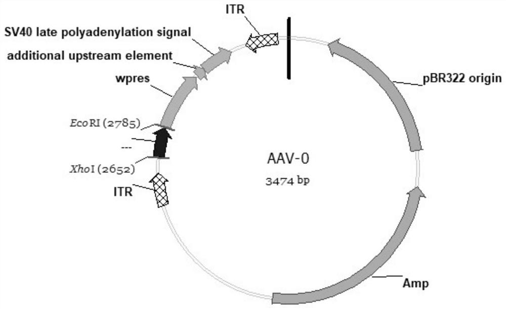 An adeno-associated virus that silences the expression of rasgrp1 in mouse intestinal tract and its preparation method and application