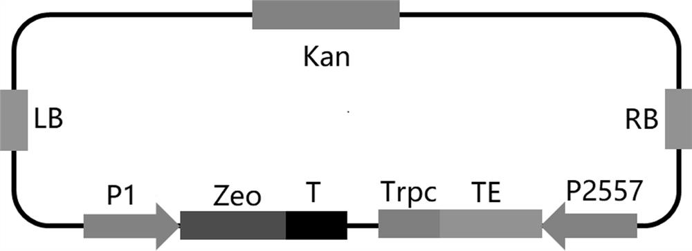 Schizochytrium limacinum genetic engineering strain as well as construction method and application thereof