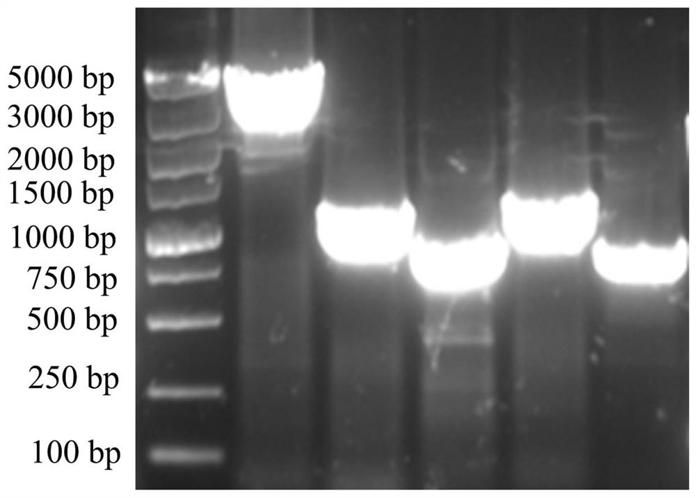 Schizochytrium limacinum genetic engineering strain as well as construction method and application thereof