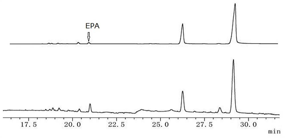 Schizochytrium limacinum genetic engineering strain as well as construction method and application thereof