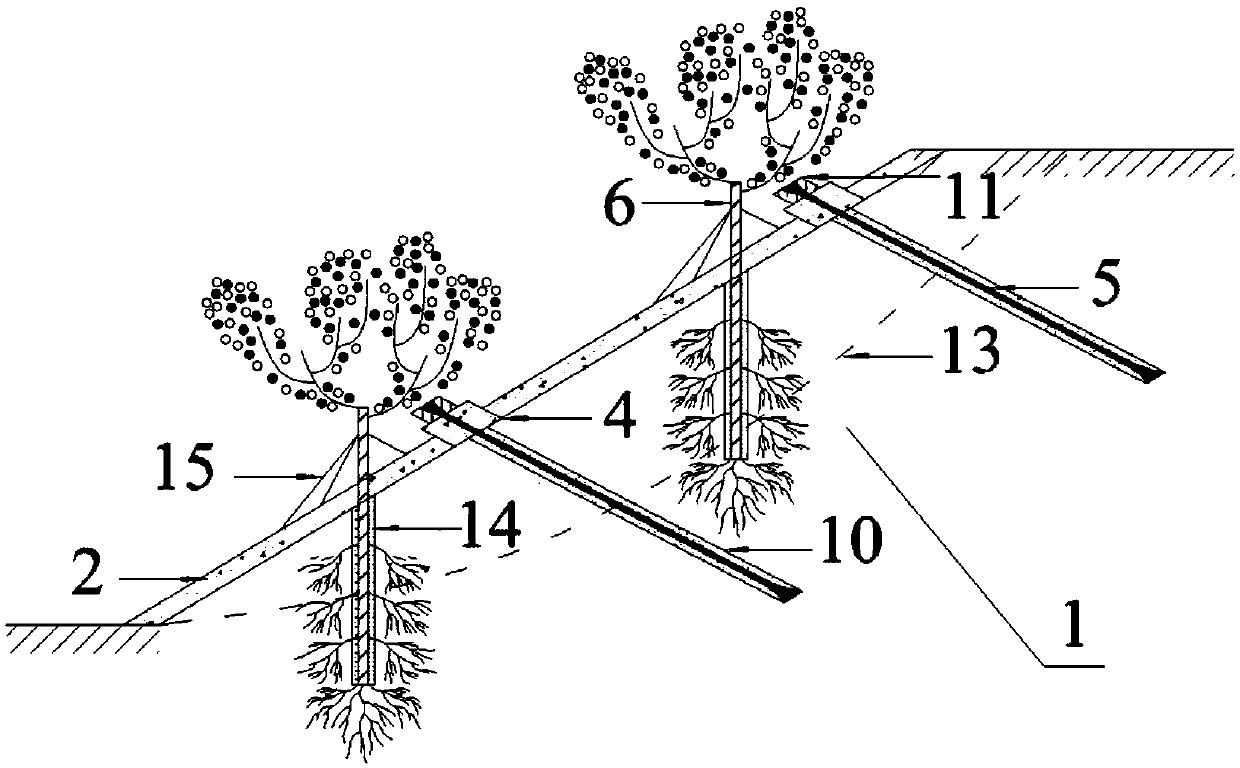 Bamboo anchor rod-living stump combined slope protection structure and construction method thereof