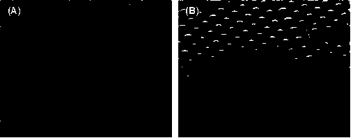 Preparation method for artificial antibody for caffeine detection